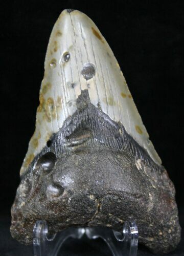 Bargain Megalodon Tooth - North Carolina #22950